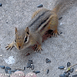 chipmunk-animals-free-animated-gifs-gameznet 045.gif